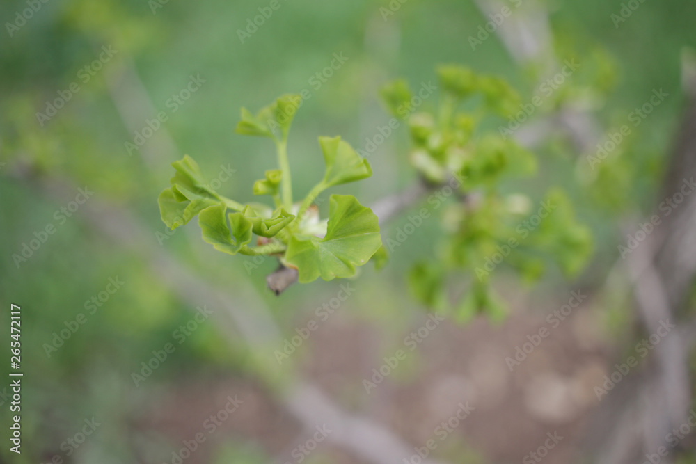 Ginko biloba. Young Ginko biloba tree with leaves. Ginko biloba leaf. Floral pattern. Smart herbal concept. Close up. Copy space. Ginko biloba. Young Ginko biloba tree with leaves. Ginko biloba leaf. Floral pattern. Smart herbal concept. Close up. Copy space.