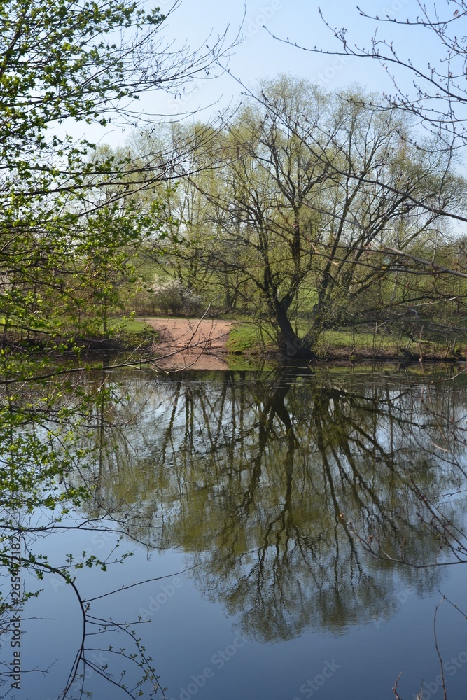 Spiegelung Baum im Wasser - Frühling