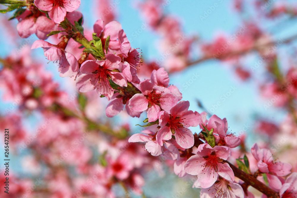 luxurious peach blossoms in spring luxurious peach blossoms in spring