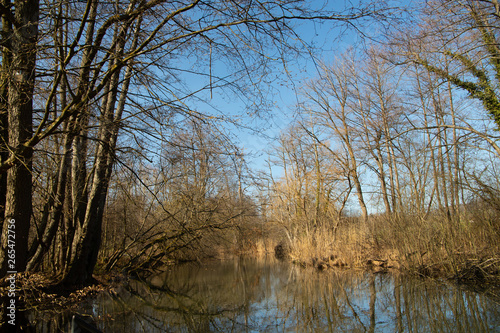 Trees by the lake