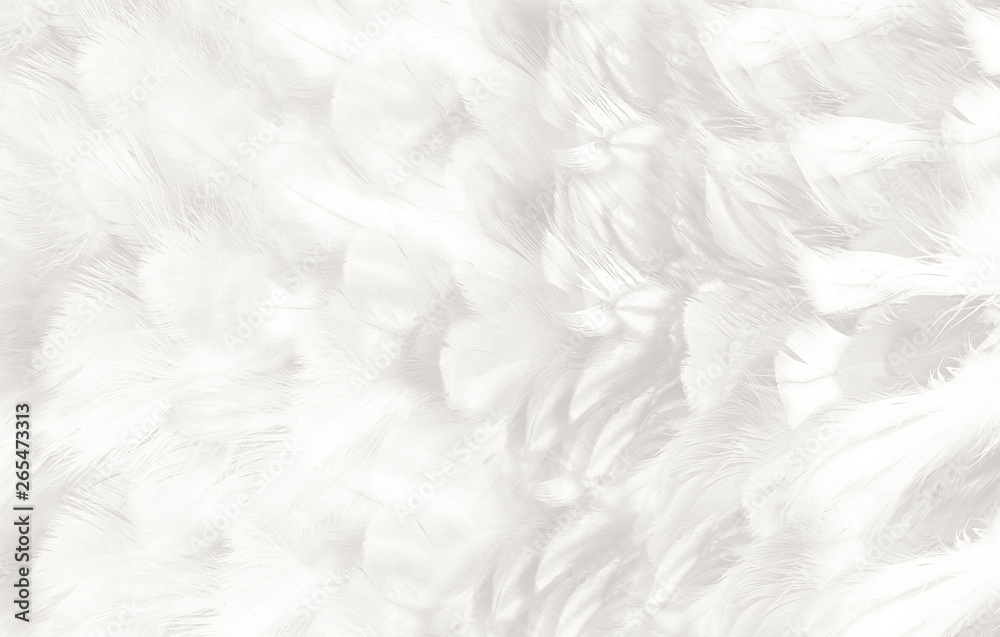 Beautiful white feather pattern texture background Beautiful white feather pattern texture background