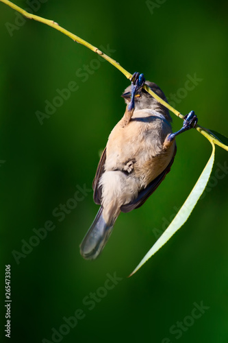 Cute little bird. Common bird: Eurasian Penduline Tit. Remiz pendulinus. Green nature background. photo