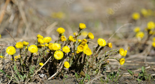 tussilage photo