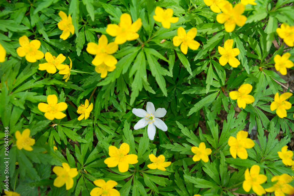 White and yellow forest flowers. Anemones. Springtime White and yellow forest flowers. Anemones. Springtime
