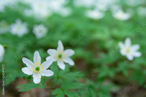 White anemones in a forest. Spring vibes