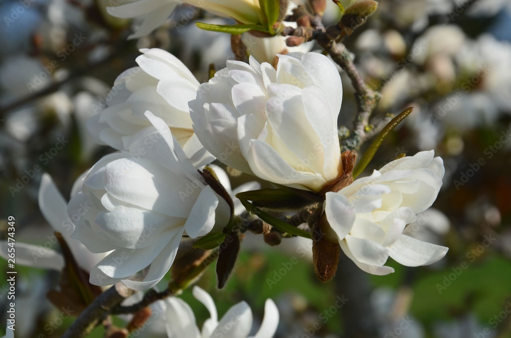 Obraz premium Weiß blühende Magnolie close-up