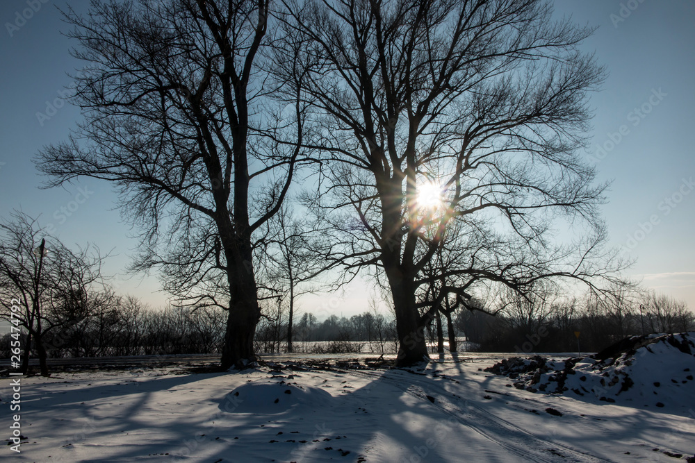 Large trees in the rays of the winter sun Large trees in the rays of the winter sun