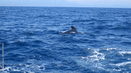 Whale watching trip from Tarifa