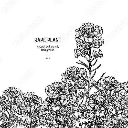 Hand drawn background with rape plant. Vintage vector sketch