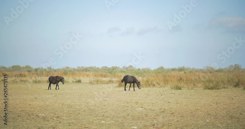 Wilde Horses in the wild beach from Sfantu Gheorghe, ROmania photo