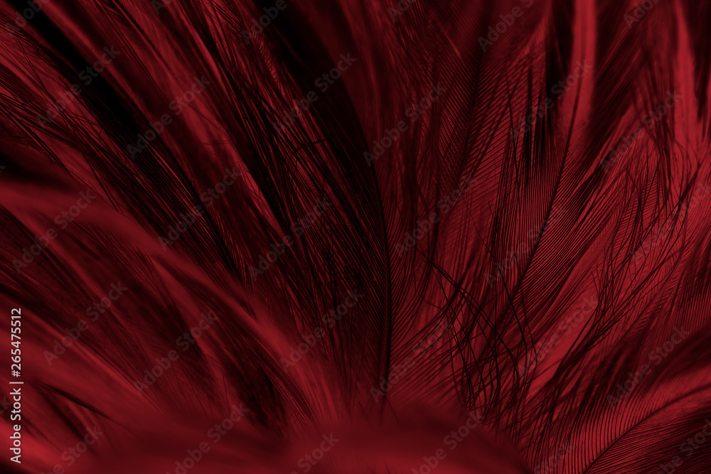Obraz premium Beautiful dark red maroon feather pattern texture background