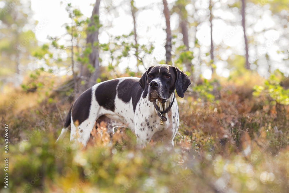 Dog english pointer