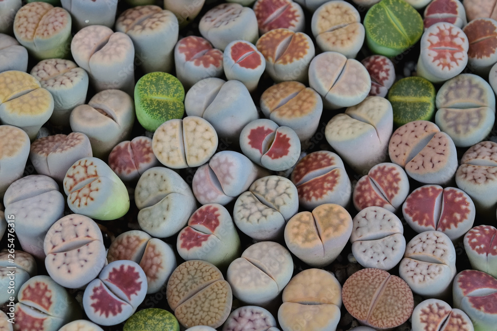 Cactus lithops in a tree shop