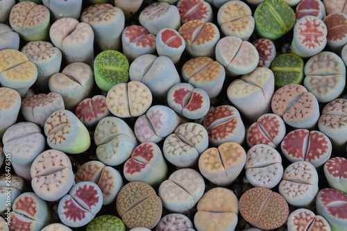 Cactus lithops in a tree shop