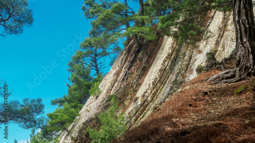 pine trees growing on the mountain surface