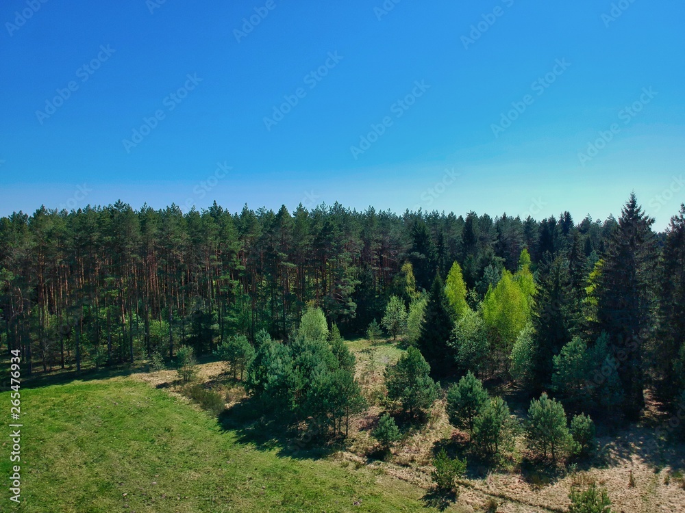 Aerial view of a forest in Belarus Aerial view of a forest in Belarus