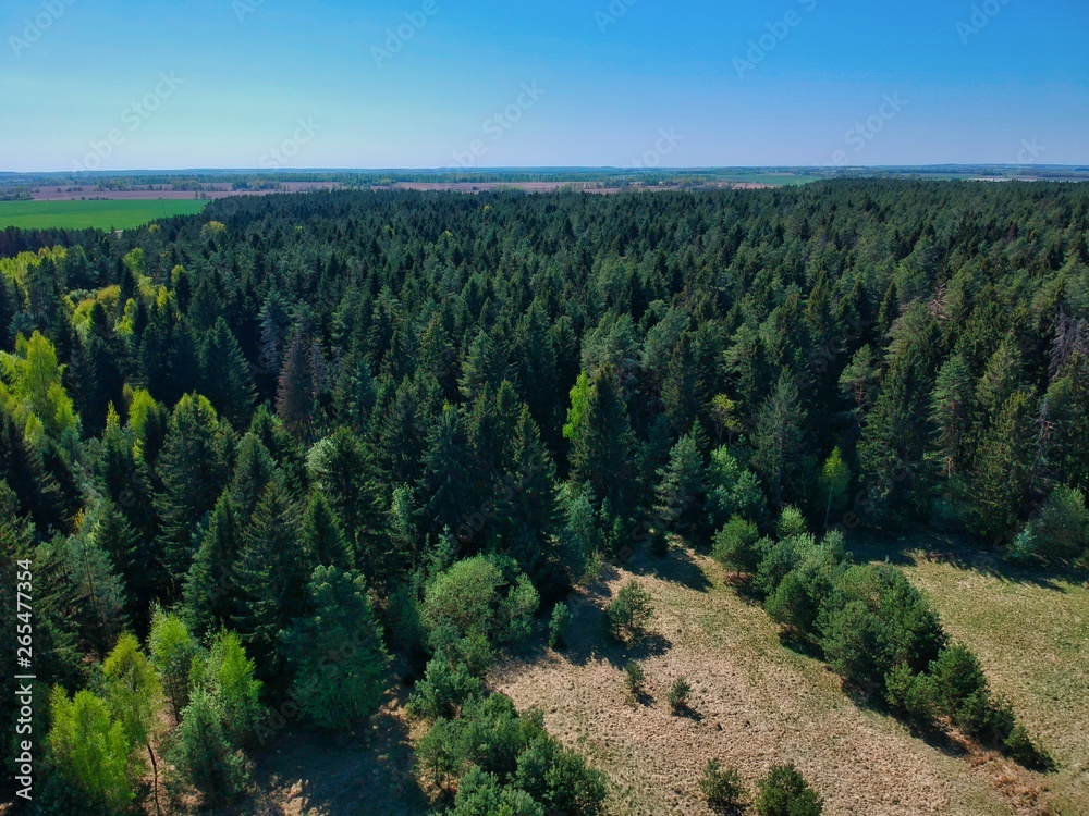 Aerial view of a forest in Belarus Aerial view of a forest in Belarus