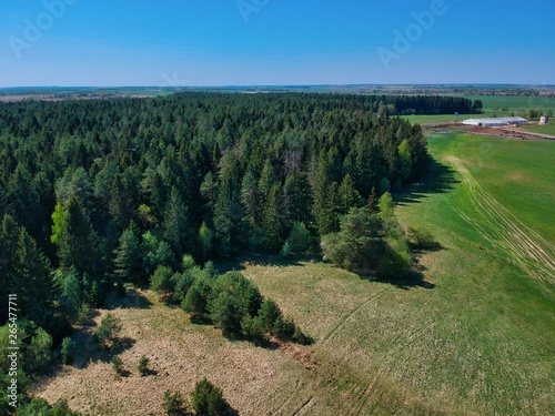 Edge of pine forest in Belarus countryside