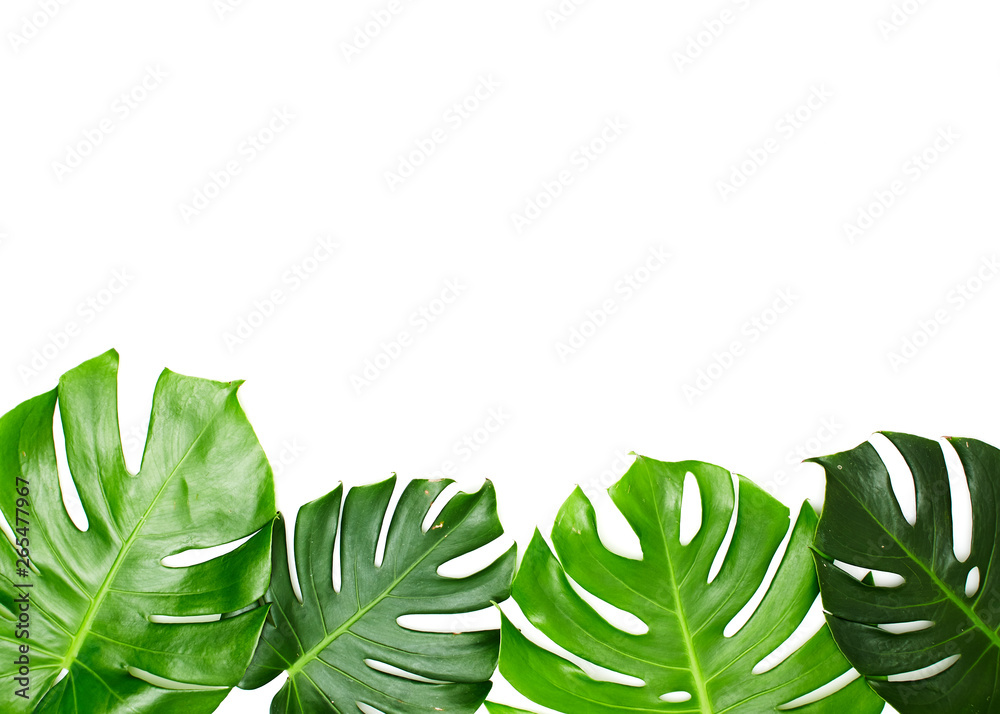 Fototapeta premium Monstera leaves On White background