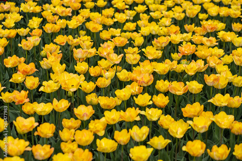 Colorful field of tulips © kogytuk