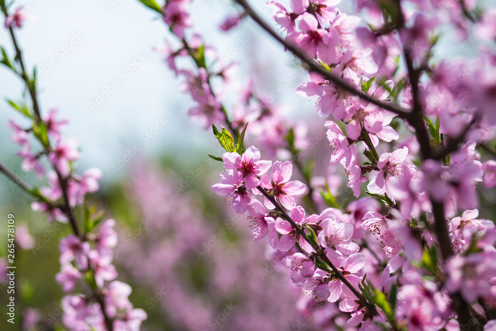 Blossoming peach tree branches