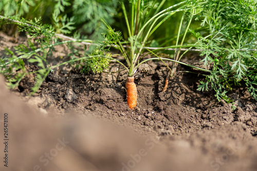 Carrot growing in soil