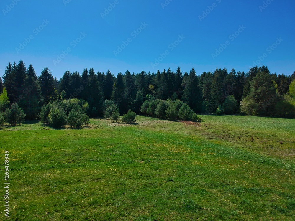 Edge of pine forest in Belarus countryside