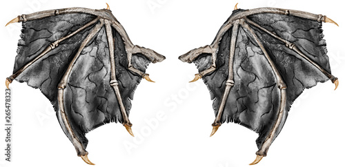 Dark grey realistic dragon wings, isolated on white background. Close up.