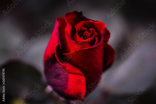 red rose on black background