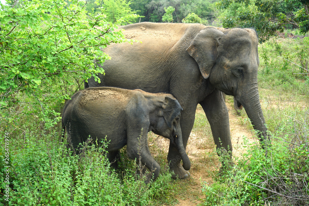 Elephant with baby elephant in bushes Udawalawa national park Sri Lanka