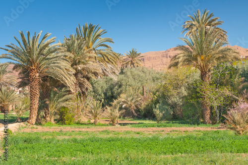 Morocco, Tinghir, Oasis, Date Palm Orchard, Mountains
