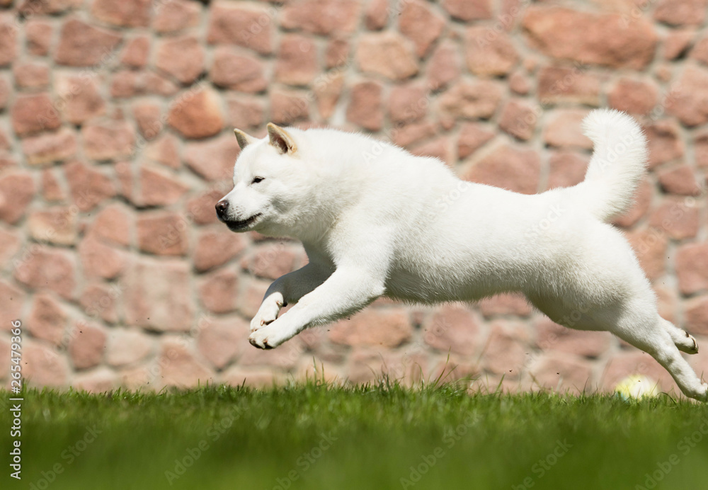 the dog breeds Hokkaido runs on the lawn the dog breeds Hokkaido runs on the lawn