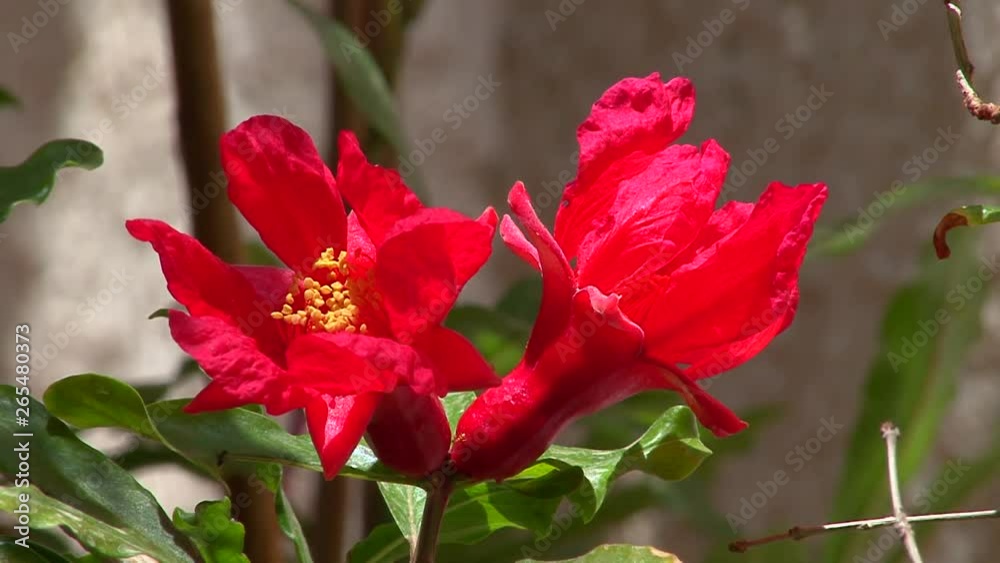 red pomegranate flower red pomegranate flower