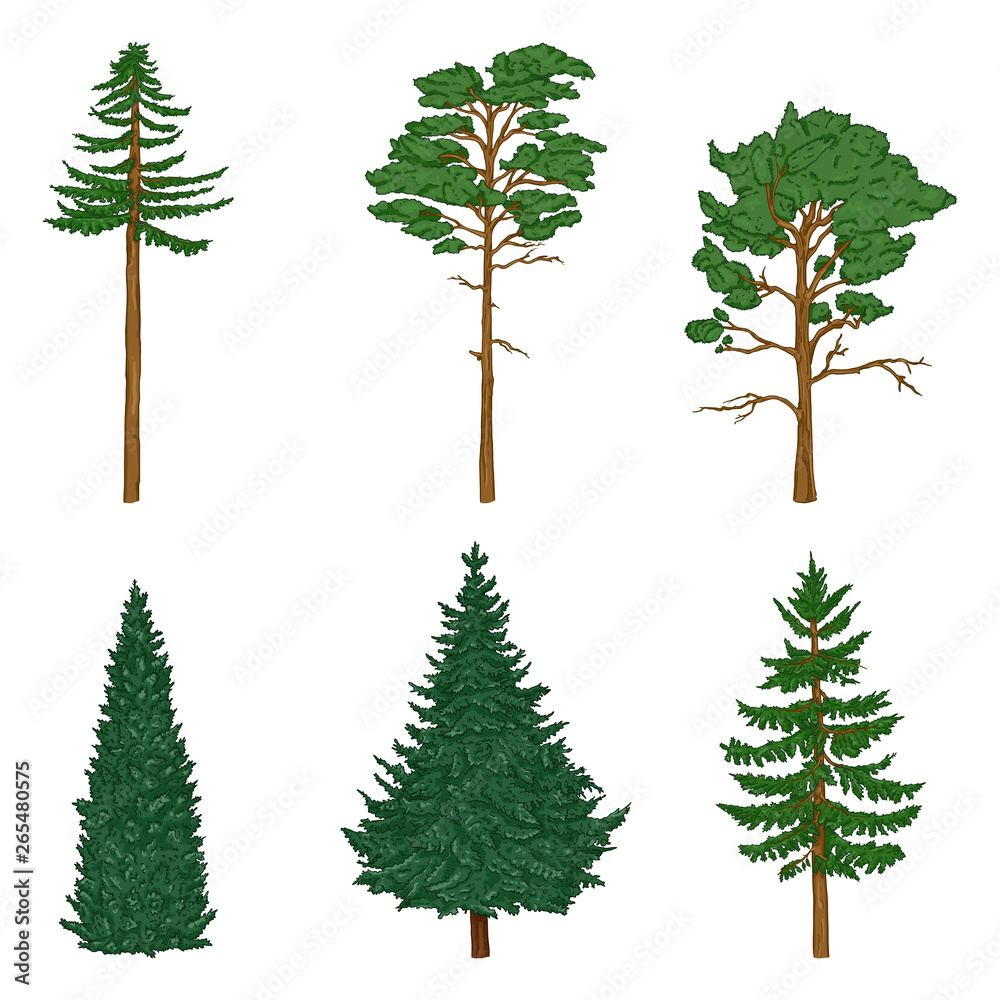Vector Set of Cartoon Pin Trees, Cedar, Spruce.