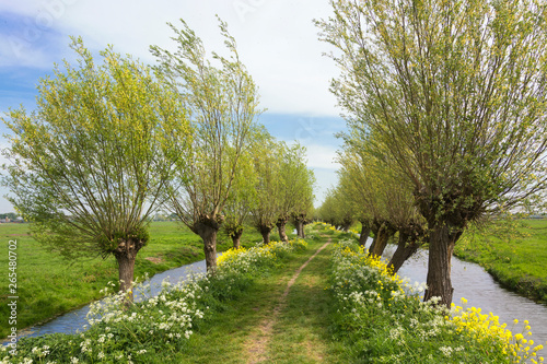 Fotografi View on a typical Dutch landscape in spring in the beautiful green heart of the Netherlands