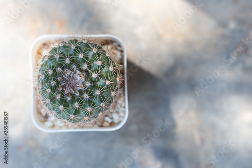 Cactus in potted