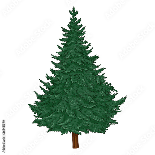 Vector Cartoon Evergreen Pine Tree on White Background