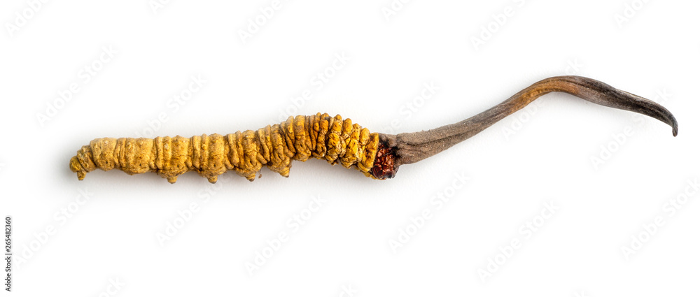 cordycepe sinensis (CHONG CAO, DONG CHONG XIA CAO) or mushroom cordyceps this is a herbs on isolated background. Medicinal properties in the treatment of diseases. National organic medicine. cordycepe sinensis (CHONG CAO, DONG CHONG XIA CAO) or mushroom cordyceps this is a herbs on isolated background. Medicinal properties in the treatment of diseases. National organic medicine.