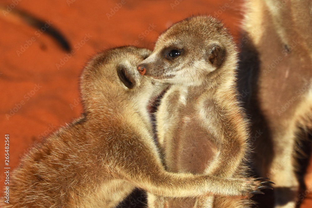 Fototapeta premium Junge Erdmännchen (suricata suricatta) kuscheln in der Kalahari in Namibia