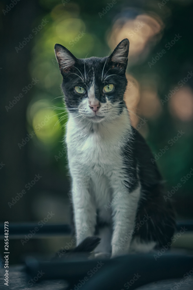 Obraz premium Cute cat