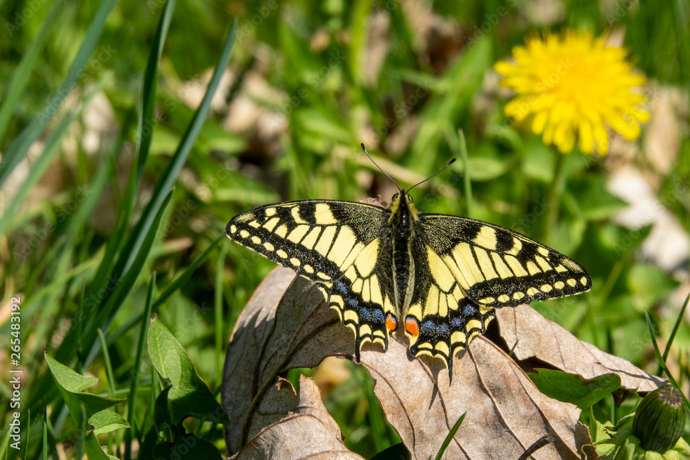 Swallowtail Butterfly sits on the old leaf Swallowtail Butterfly sits on the old leaf
