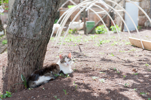 Cat enjoys a sunny day © nikodash