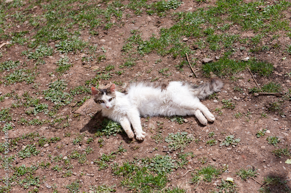 Cat enjoys a sunny day
