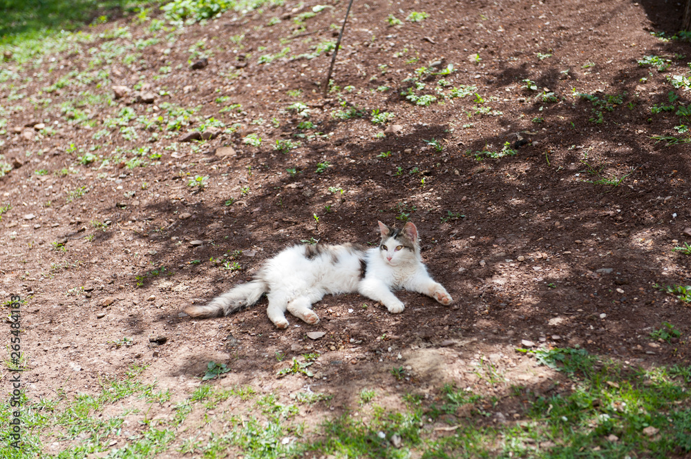 Fototapeta premium Cat enjoys a sunny day