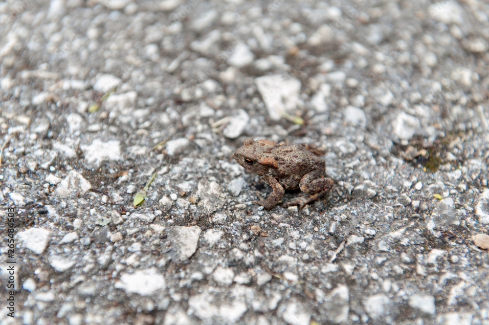 Little brown frog