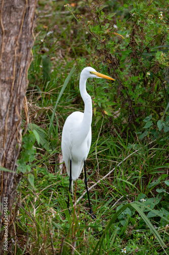 White Egret (ardea alba)