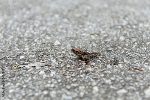 Little brown frog