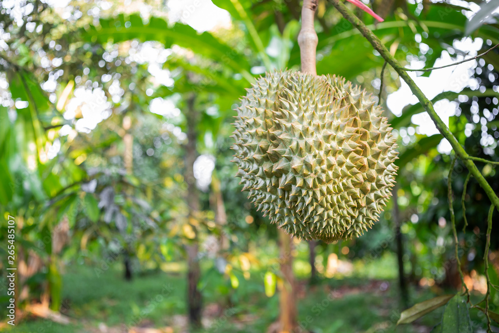 Durian fruit on the tree over blurred nature background, fruit farming in Thailand, Thai King fruit Durian fruit on the tree over blurred nature background, fruit farming in Thailand, Thai King fruit