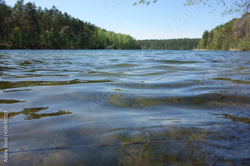 Fototapeta Naklejka Na Ścianę i Meble -  Tree-flanked forest lake, clear water in the foreground