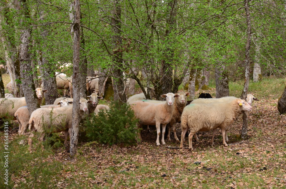 TROUPEAU DE MOUTONS CAUSSES DU QUERCY LOT FRANCE TROUPEAU DE MOUTONS CAUSSES DU QUERCY LOT FRANCE